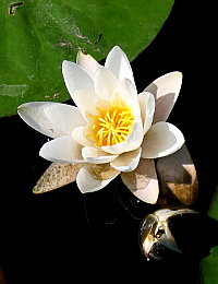 lotus-sh